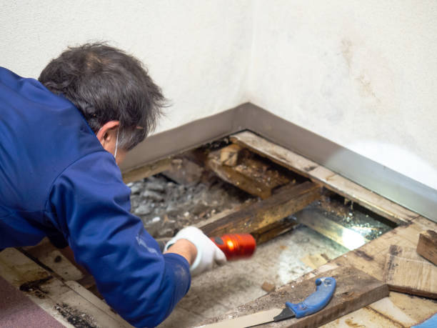Best Post-Remediation Services in Oglethorpe, GA