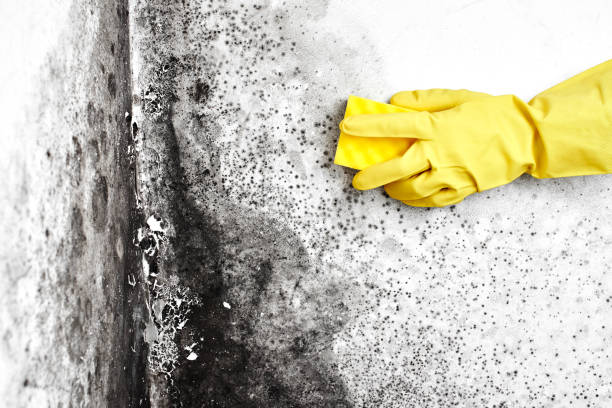 Best Health and Safety Mold Remediation in Oglethorpe, GA