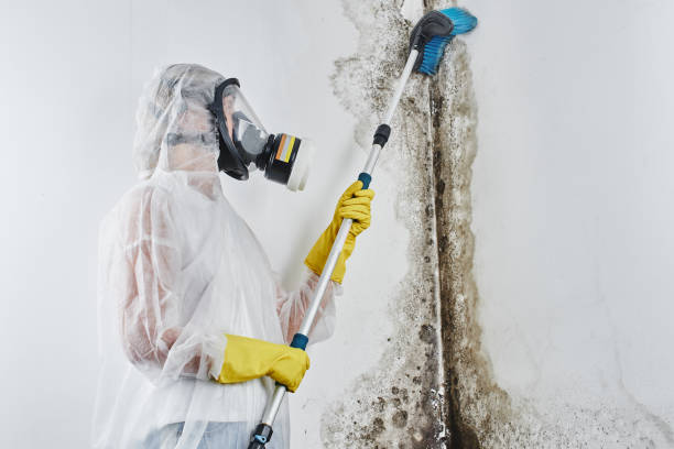 Best Localized Mold Remediation (e.g., coastal areas, humid climates) in Oglethorpe, GA