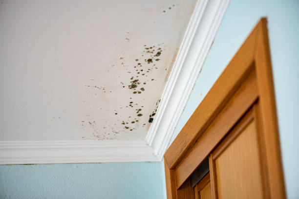 Best Black Mold Remediation in Oglethorpe, GA