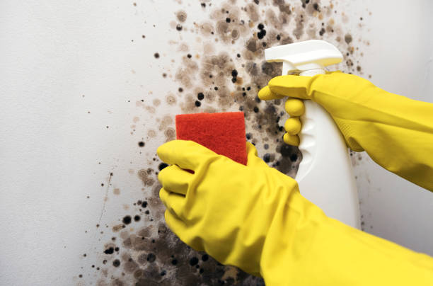 Best Mold Testing and Inspection Services in Oglethorpe, GA