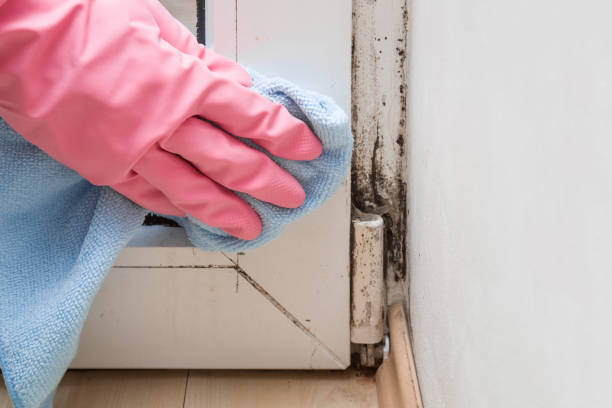 Best Commercial Mold Remediation in Oglethorpe, GA